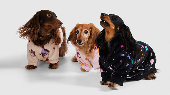 Three small dogs wearing colorful hoodies, including a brown, a tan, and a black dog with star and planet patterns.