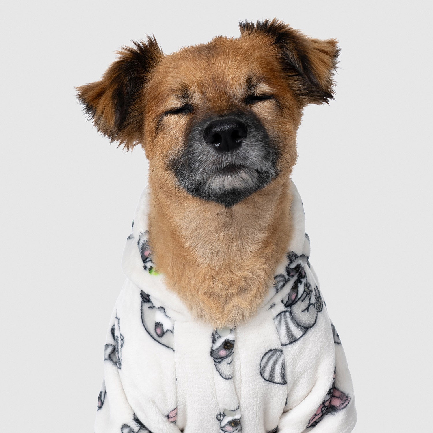 Raccoon – The Oodie USA