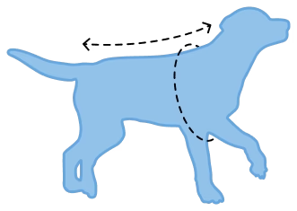 Blue dog silhouette with dashed line around neck area